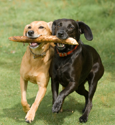 Cani-che-giocano_466x504x567