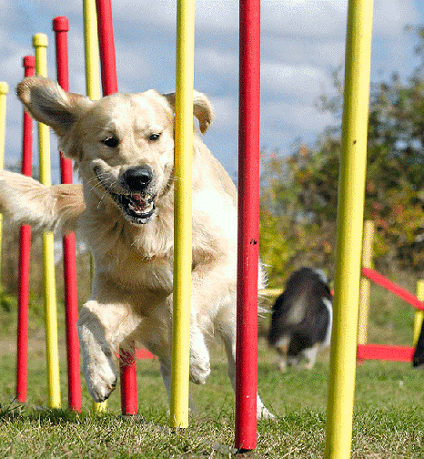 attività da fare con il cane l’obbedienza_466x504